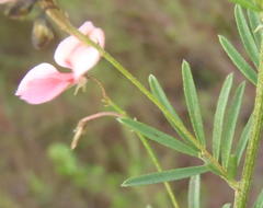 Indigofera verrucosa