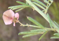 Indigofera verrucosa