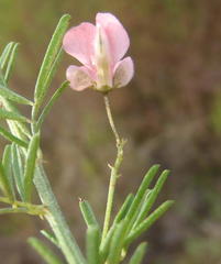 Indigofera verrucosa