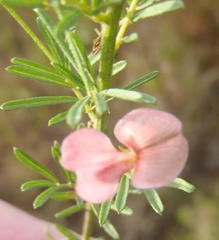 Indigofera verrucosa