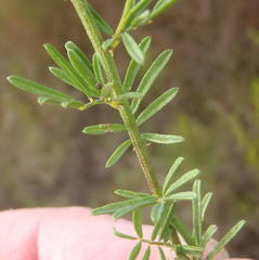 Indigofera verrucosa