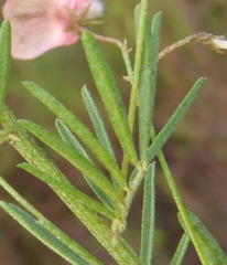 Indigofera verrucosa