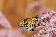 Danaus plexippus