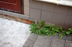 Taraxacum officinale