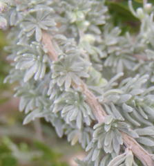 Eriocephalus racemosus racemosus