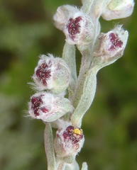 Eriocephalus racemosus racemosus
