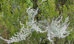 Eriocephalus racemosus racemosus