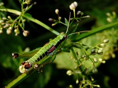 Odontopodisma schmidtii