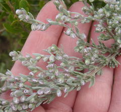 Eriocephalus racemosus racemosus