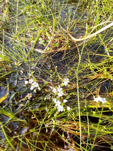 Wild mustard (Limosella grandiflora)