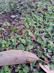 Paropsisterna gloriosa