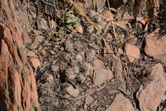 Anacampseros subnuda