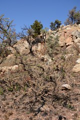 Gymnosporia buxifolia