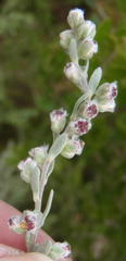 Eriocephalus racemosus racemosus