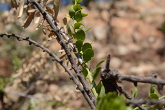 Gymnosporia buxifolia