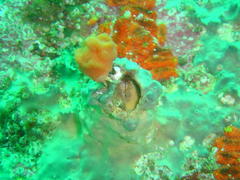 Pseudodromia latens