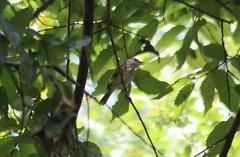 Vireo griseus
