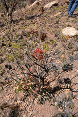 Protea caffra caffra
