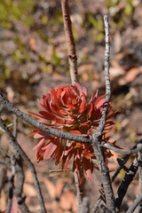 Protea caffra caffra