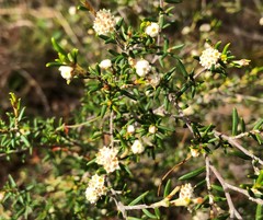 Spyridium eriocephalum