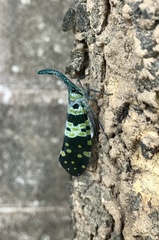 Pyrops viridirostris