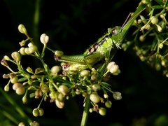 Odontopodisma schmidtii