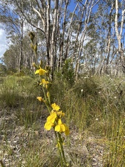 Goodenia stelligera