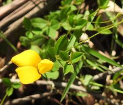 Argyrolobium tomentosum