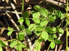 Argyrolobium tomentosum