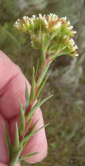 Crassula subulata subulata