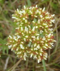 Crassula subulata subulata