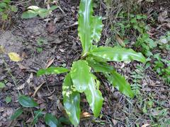 Scadoxus multiflorus multiflorus