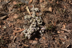 Helichrysum cerastioides