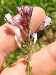 Cleome gynandra