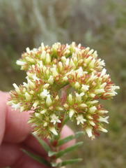 Crassula subulata subulata