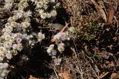 Helichrysum cerastioides