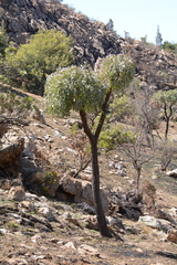 Cussonia paniculata sinuata