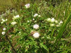Baccharoides adoensis