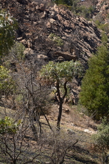 Cussonia paniculata sinuata