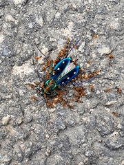 Cicindela flavomaculata