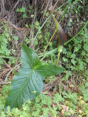 Arum dioscoridis