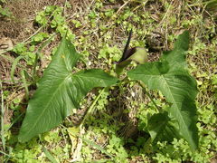 Arum dioscoridis