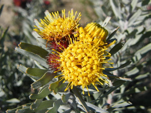 Leucospermum parile Knight ex Loudon