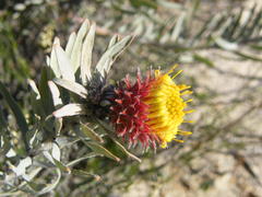 Leucospermum parile