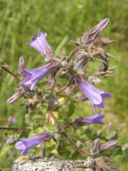 Campanula hagielia