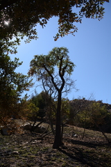 Cussonia paniculata sinuata