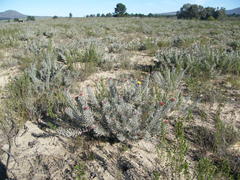Leucospermum parile