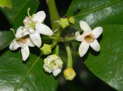 Erythroxylum emarginatum