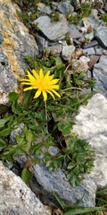 Taraxacum alpinum