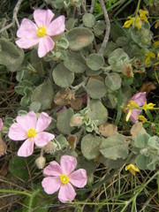 Cistus parviflorus